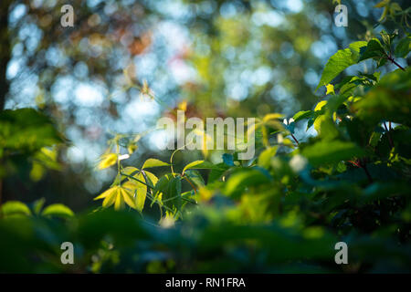 Uva selvatica lascia vivere fance illuminato dal sole caldo. Primavera la natura selettiva di focus macro shot con DOF poco profondo Foto Stock