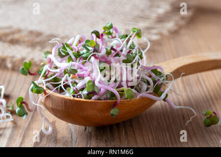 Rosa fresca germogli di rafano su un cucchiaio di legno Foto Stock