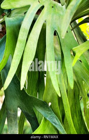 Platycerium bifurcatum pot nel giardino di Elche Foto Stock