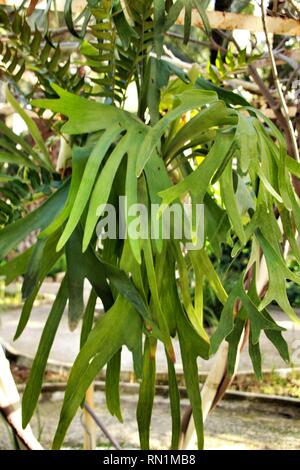 Platycerium bifurcatum pot nel giardino di Elche Foto Stock