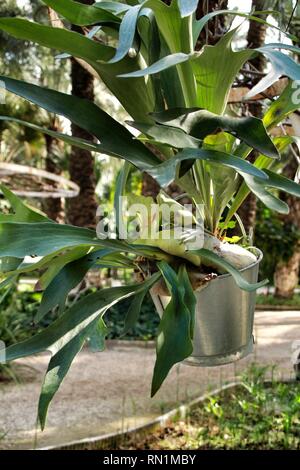 Platycerium bifurcatum pot nel giardino di Elche Foto Stock