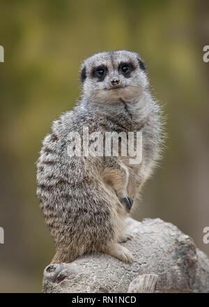 Meerkat / suricate (Suricata suricatta), Regno Unito Foto Stock