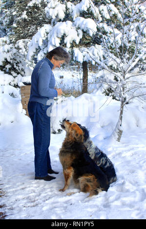 Due pastori australiani con impazienza per il loro trattamento. Donna matura comanda loro di sedersi. Indossa jeans, maglione e bicchieri. Riempie di neve scen Foto Stock