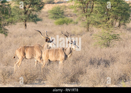 Due maggiore Kudu tori, Tragelaphus strepsiceros, Kgalagadi Parco transfrontaliero, Northern Cape Sud Africa all'alba passeggiate attraverso prati savannah Foto Stock