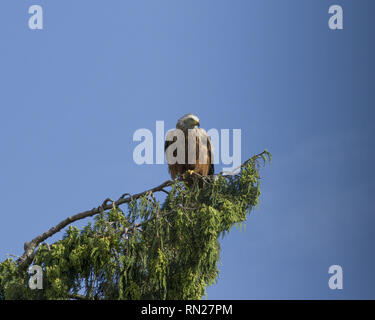 Regno Unito. 4 Luglio, 2018. Un aquilone rosso poggia su un pino nella zona suburbana di Buckinghamshire, Inghilterra, Regno Unito. Credito: Joshua Prieto SOPA/images/ZUMA filo/Alamy Live News Foto Stock