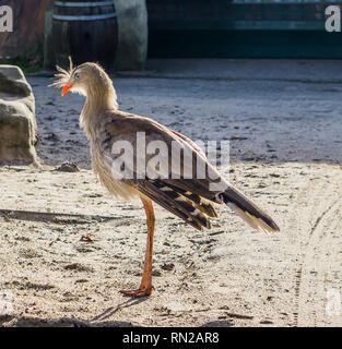 Zampe rosse seriema in piedi nella sabbia, un uccello tropicale dalle praterie del Brasile Foto Stock