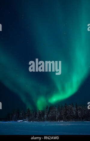 L'aurora boreale danze sopra gli alberi di Jollifee isola in Yellowknife, Northwest Territories, Canada. Foto Stock