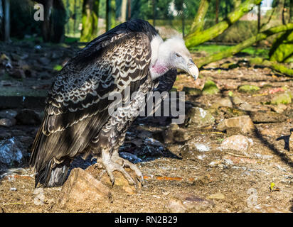 Ritratto di un rueppell's avvoltoio, un tropicale e in pericolo critico griffon dalla regione del Sahel dell Africa Foto Stock