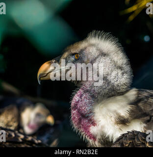 La testa di un ruppell il grifone in closeup, bellissimo uccello ritratto, tropicale e in pericolo critico vulture dalla regione del Sahel dell Africa Foto Stock