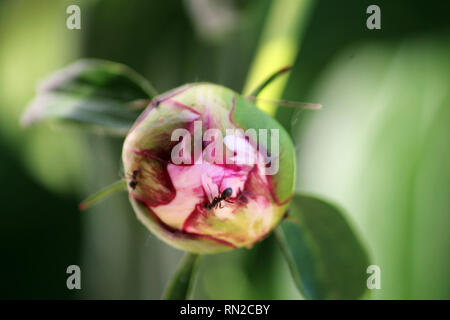 Ripresa macro di un incendio Ant strisciando su un flowerbud di un rosa peonia, in primavera, nel Wisconsin, utilizzando un effetto bokeh di fondo Foto Stock