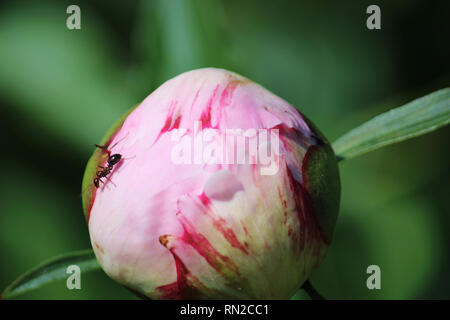 Ripresa macro di un incendio Ant strisciando su un flowerbud di un rosa peonia, in primavera, nel Wisconsin Foto Stock