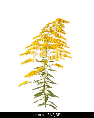 Stelo con foglie e fiori di colore giallo di oro (probabilmente Solidago canadensis o S. altissima) isolati contro uno sfondo bianco Foto Stock