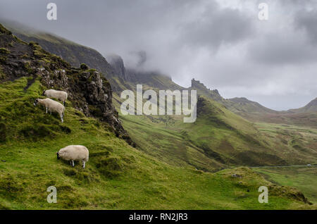 Tre pecore pascolano sulle pendici del Quiraing, una montagna di frana rilievi sulla penisola di Trotternish della Scozia Isola di Skye. Foto Stock