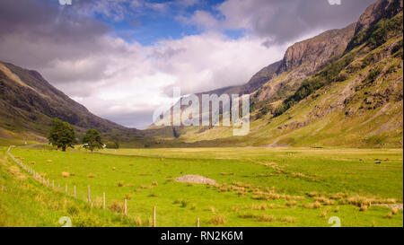 Pecore pascolano su pascolo nel fondo valle di Glen Coe, sotto le aspre tre sorelle montagne di Bidean nam Bian nel West Highlands Scotlan Foto Stock