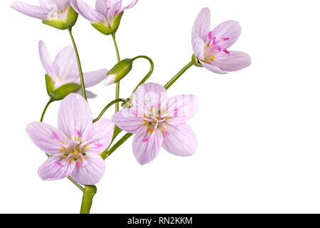 Stelo con diversi fiori aperti della Primavera di bellezza di fiori selvaggi (Claytonia virginica) isolati contro uno sfondo bianco Foto Stock