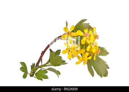 Stelo con molti fiori gialli del Nord America spicchio nativo del ribes (Ribes odoratum) isolati contro uno sfondo bianco Foto Stock