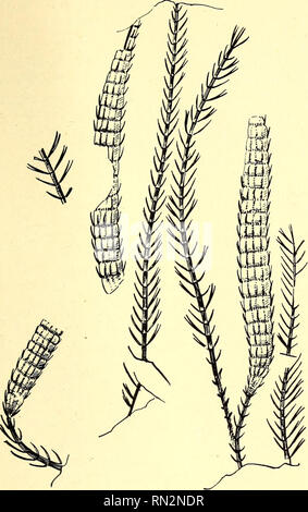 . Anleitung zur bestimmung der karbonpflanzen West-Europas, mit besonderer berücksichtigung der in den Niederlanden und den benachbarten ländern gefundenen oder noch zu erwartenden arten. Paleobotanica; Paleobotanica. 393. Si prega di notare che queste immagini vengono estratte dalla pagina sottoposta a scansione di immagini che possono essere state migliorate digitalmente per la leggibilità - Colorazione e aspetto di queste illustrazioni potrebbero non perfettamente assomigliano al lavoro originale. Jongmans, W, (Willem), 1878-1957-. Freiberg, Kommissionsverlag von Craz &AMP; Gerlach Foto Stock