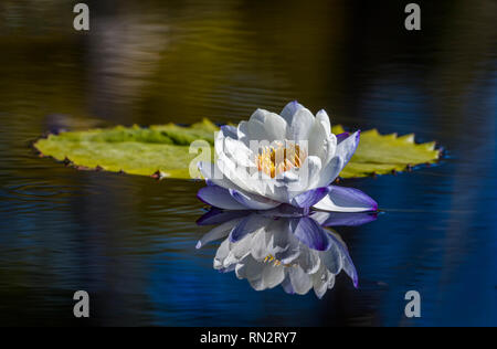 Americano bianco acqua Un giglio di acqua fresca con la riflessione in acqua scura Foto Stock