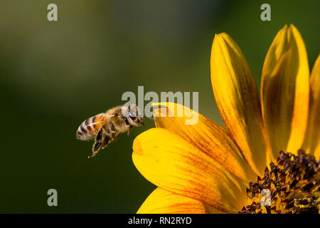 Close up fiore giallo pedali con un'ape volare da fiore Foto Stock