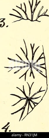 . Anleitung zur bestimmung der karbonpflanzen West-Europas, mit besonderer berücksichtigung der in den Niederlanden und den benachbarten ländern gefundenen oder noch zu erwartenden arten. Paleobotanica; Paleobotanica. . Si prega di notare che queste immagini vengono estratte dalla pagina sottoposta a scansione di immagini che possono essere state migliorate digitalmente per la leggibilità - Colorazione e aspetto di queste illustrazioni potrebbero non perfettamente assomigliano al lavoro originale. Jongmans, W, (Willem), 1878-1957-. Freiberg, Kommissionsverlag von Craz &AMP; Gerlach Foto Stock