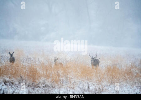 Rocky Mountain mulo cervo (Odocoileus hemionus hemionus), Bosque del Apache National Wildlife Refuge, nuovo Messico, Stati Uniti d'America. Foto Stock