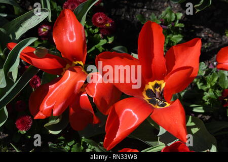 bei tulipani rossi con grandi fiori aperti che mostrano l'amore e. felicità Foto Stock