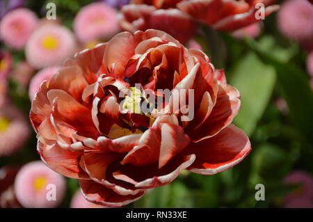 fiore aperto di un tulipano rosa tra altre belle sorgenti fiori che mostrano amore e felicità Foto Stock