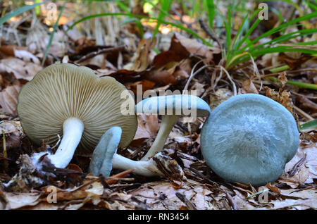 Gruppo di imbuto di anice o odora Clitocybe funghi in habitat naturale, commestibili e di funghi piccante, comunemente usato per il condimento a causa della forte s Foto Stock