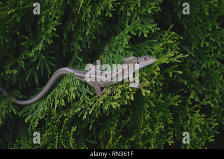 Lucertola di sabbia, Lacerta agilis, su una conifera Thuja occidentalis Foto Stock