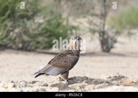 I capretti Bateleur Eagle sulle rocce tra uno sciame di api che ronzavano in, Kgalagadi Parco transfrontaliero, Northern Cape, Sud Africa Foto Stock