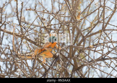 Blu di massa con testa AGAMA SA, Agama agama aculeata, maschio in colori di allevamento crogiolarsi in una bussola, Kgalagadi, Parco transfrontaliero, Northern Cape, Sud Africa Foto Stock