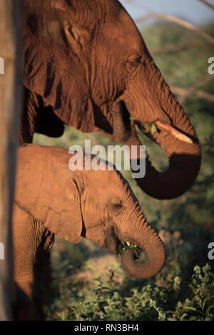 Una savana africana elephant di vitello, Loxodonta africana, alimenta con sua madre in Madikwe Game Reserve, nord ovest della provincia, Sud Africa. Foto Stock