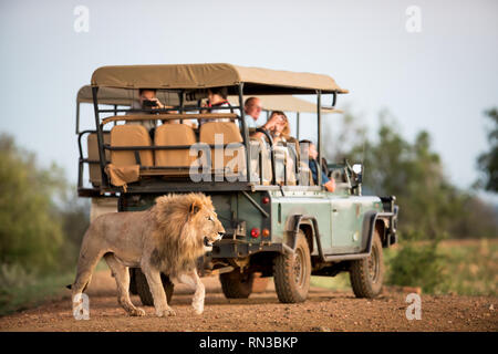 Lion Panthera leo, sono comunemente visto su safari game drive in Madikwe Game Reserve, Nord Ovest, Sud Africa. Foto Stock