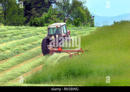 Il contadino taglia il fieno in un campo nel Tennessee. Il fieno è lussureggiante e verde e si sovrappone in righe dopo il taglio. Foto Stock