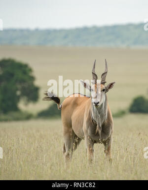 Ritratto di un common Eland, il Masai Mara, Kenya Foto Stock