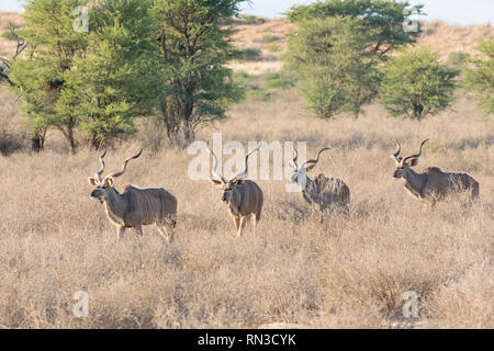 Corso di laurea gruppo di maggiore Kudu tori, Tragelaphus strepsiceros, Kgalagadi Parco transfrontaliero, Northern Cape Sud Africa all'alba a piedi attraverso acaci Foto Stock