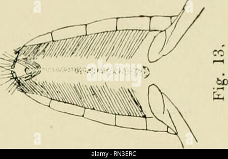 . Annales de Biologie lacustre. Storia naturale; animali di acqua dolce; le piante di acqua dolce; Laghi. . Si prega di notare che queste immagini vengono estratte dalla pagina sottoposta a scansione di immagini che possono essere state migliorate digitalmente per la leggibilità - Colorazione e aspetto di queste illustrazioni potrebbero non perfettamente assomigliano al lavoro originale. Station biologique d'Overmeire. Bruxelles : F. Vanbuggenhoudt Foto Stock