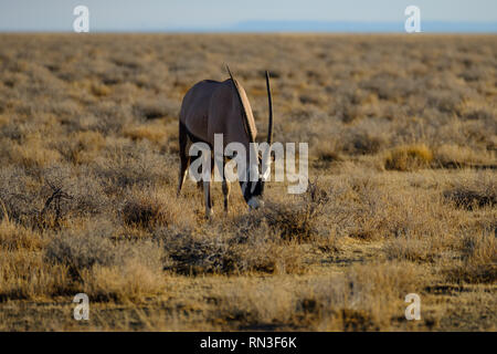 Un Oryx (o Gemsbok) in Etosha National Park, Namibia, Africa Foto Stock