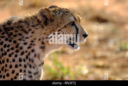 Cheetah presso la Fondazione Africat, l'Okonjima Riserva Naturale, Namibia, Africa Foto Stock