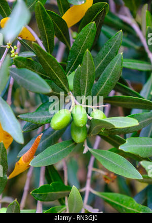 Le olive che cresce su un vigneto di Stellenbosch, vicino a Città del Capo, Sud Africa Foto Stock