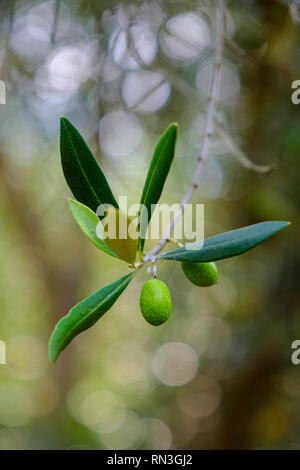 Le olive che cresce su un vigneto di Stellenbosch, vicino a Città del Capo, Sud Africa Foto Stock