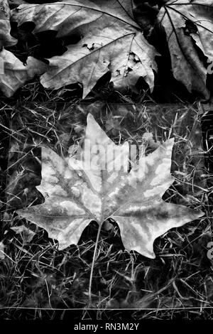 La conservazione della natura Foto Stock