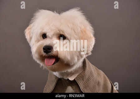 Ritratto di cute cane Maltese indossando Elegante giacca grigia, studio shot Foto Stock