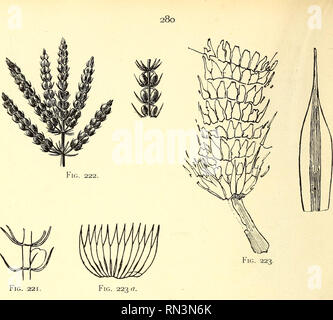 . Anleitung zur bestimmung der karbonpflanzen West-Europas, mit besonderer berücksichtigung der in den Niederlanden und den benachbarten ländern gefundenen oder noch zu erwartenden arten. Paleobotanica; Paleobotanica. . Si prega di notare che queste immagini vengono estratte dalla pagina sottoposta a scansione di immagini che possono essere state migliorate digitalmente per la leggibilità - Colorazione e aspetto di queste illustrazioni potrebbero non perfettamente assomigliano al lavoro originale. Jongmans, W, (Willem), 1878-1957-. Freiberg, Kommissionsverlag von Craz &AMP; Gerlach Foto Stock