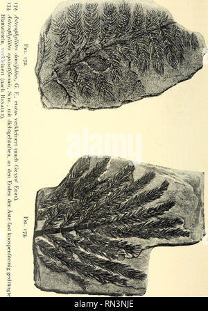 . Anleitung zur bestimmung der karbonpflanzen West-Europas, mit besonderer berücksichtigung der in den Niederlanden und den benachbarten ländern gefundenen oder noch zu erwartenden arten. Paleobotanica; Paleobotanica. 212. Si prega di notare che queste immagini vengono estratte dalla pagina sottoposta a scansione di immagini che possono essere state migliorate digitalmente per la leggibilità - Colorazione e aspetto di queste illustrazioni potrebbero non perfettamente assomigliano al lavoro originale. Jongmans, W, (Willem), 1878-1957-. Freiberg, Kommissionsverlag von Craz &AMP; Gerlach Foto Stock