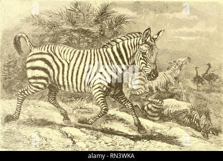 . Animare la creazione : edizione popolare di "il nostro mondo vivente" : una storia naturale. Zoologia; Zoologia. 596 LA ZEBRA. sul quale si verificano, in modo tale che le strisce delle gambe sono orizzontali, mentre quelle del corpo sono verticali. L'addome e facce interne delle cosce sono bianco-crema e la fine della coda è quasi nero. Questa disposizione di colorazione è stranamente simile a quella della tigre, e ha guadagnato per l'animale il nome di "Hippotigris" o cavallo-tiger, tra alcuni zoologi, antica e modem. La pelle del collo è sviluppata in una sorta di giogaia, e la coda è Foto Stock