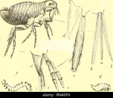 . Animare la creazione : edizione popolare di "il nostro mondo vivente" : una storia naturale. Zoologia; Zoologia. 432 LA CHIGOE. AifOTHEK insetto, denominato Diactor biUneatus^ appartiene alla stessa famiglia ed è nota- in grado per le diverse formazione di ostacolare la coppia di gambe. In genere di cui questa specie è un esempio, la tibia? Sono espansi come la lama di un mare del Sud Islander"s paddle, essendo molto piatto e non così spessa come la carta su cui questo account viene stampato. Nella presente specie, la colorazione è molto splendido, il complesso del torace essendo lirh verdi smeraldo, vith un peculiare Foto Stock