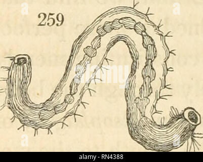 . Animale e fisiologia vegetale, considerato con riferimento alla teologia naturale, da Peter Mark Roget ... Biologia e fisiologia; la fisiologia vegetale; teologia naturale. 102 LE FUNZIONI VITALI. affittare parti del canale; questo è il caso con l'intestino dell'Aphrodita aculeata, o mare-mouse. L'intestino, essendo generalmente più lungo del corpo, è obbligato ad essere piegato molte volte entro la cavità si occupa, e di prendere un corso di avvolgimento. In alcuni casi invece il tubo alimentare passa quasi in linea retta attraverso il corpo,con praticamente alcuna variazione del suo diametro; questo è il Foto Stock