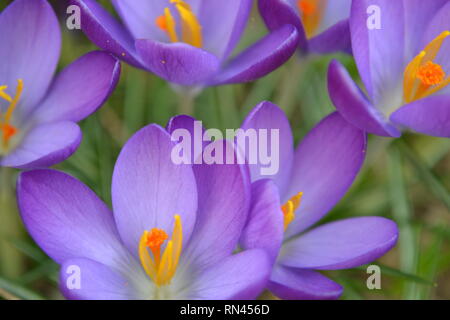 Close up viola crocus di primavera nel giardino, crocus vernus Foto Stock