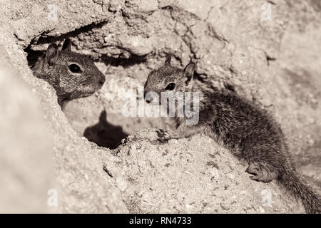 Un adulto di massa della California scoiattolo (Otospermophilus beecheyi) e i suoi giovani al loro scavano, penisola di Monterey, California, Stati Uniti d'America Foto Stock